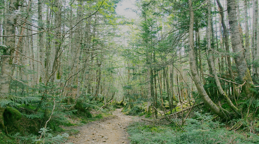 Introducing the August Theme 🌲