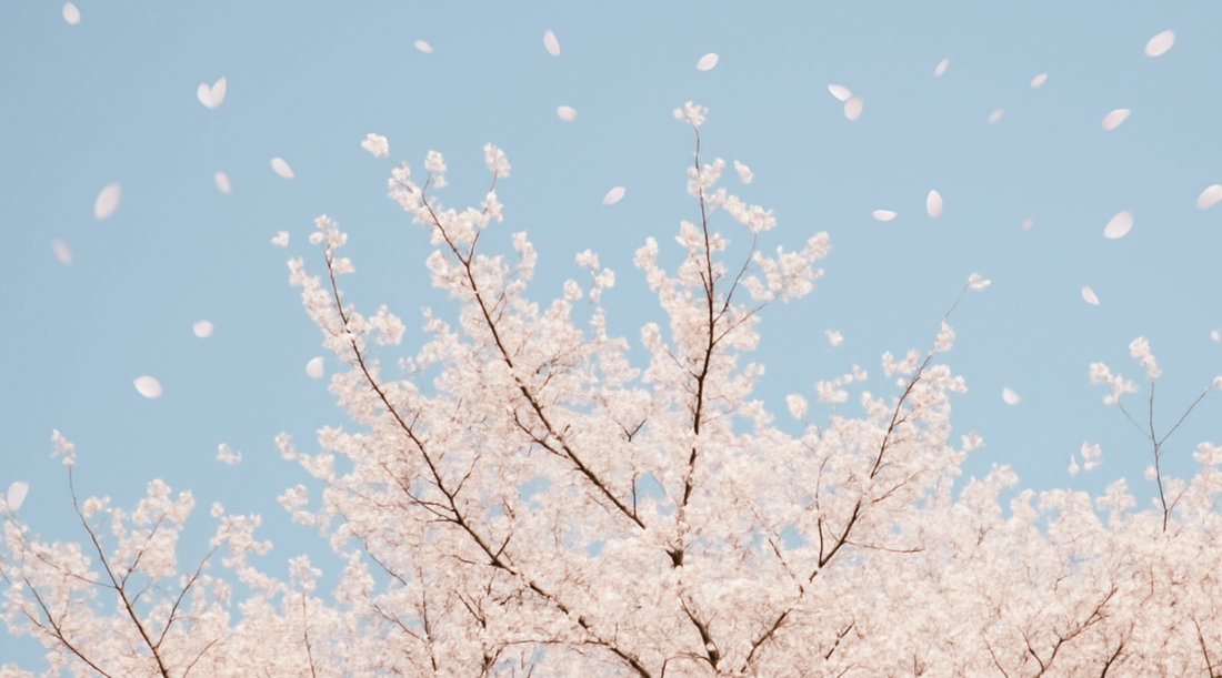 Catch the beauty before it fades🌸